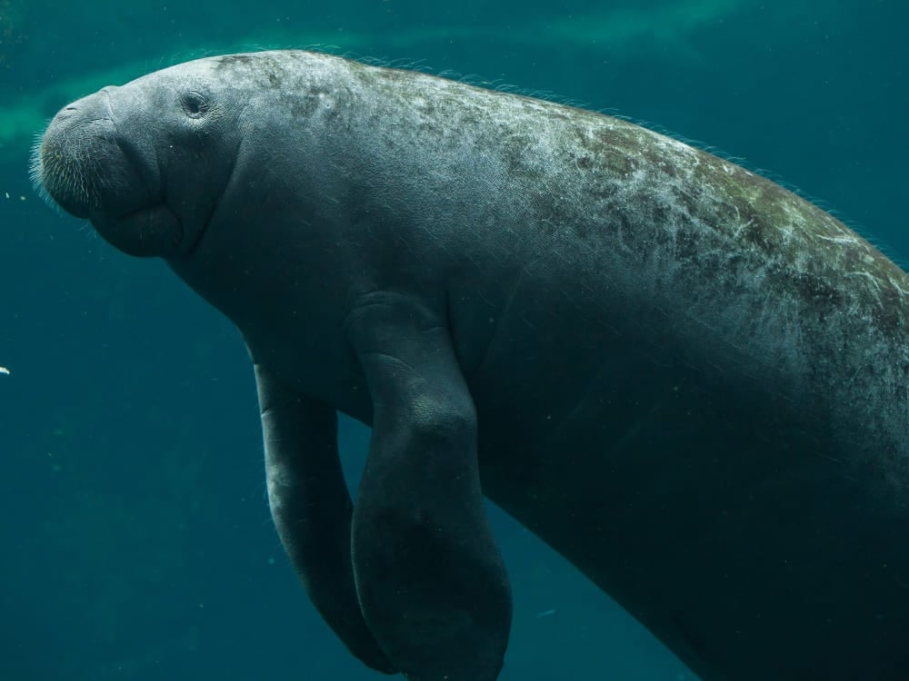 A large Amazonian manatee swimming slowly underwater in its natural habitat.