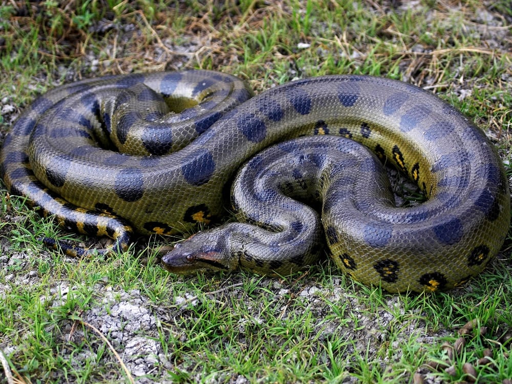 A massive anaconda with dark spots coils tightly on the green grass of the Brazilian wetlands.