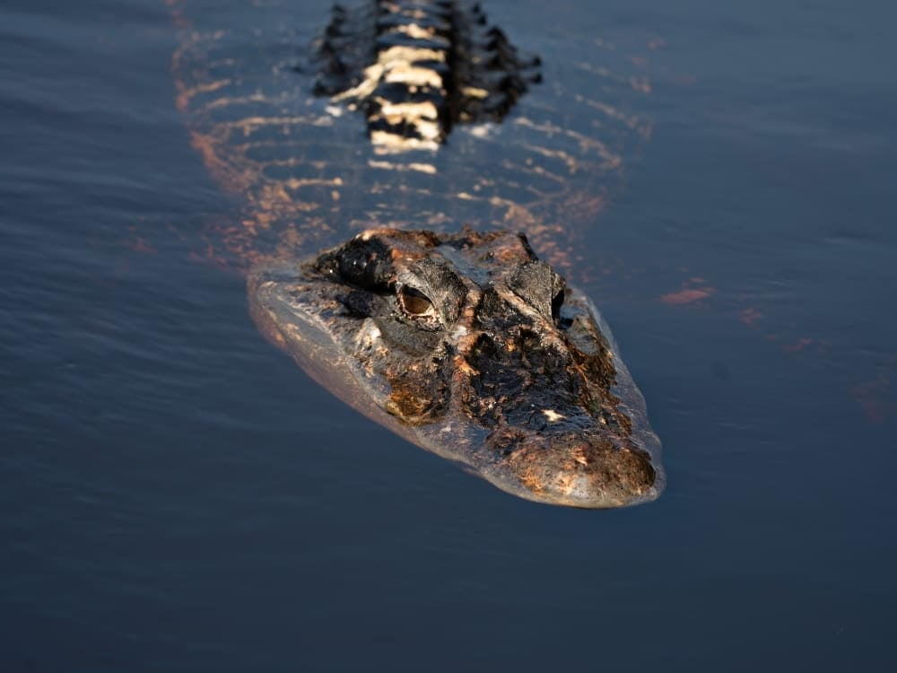 The textured head and bright eyes of a large black caiman floating quietly on the dark Amazon water.