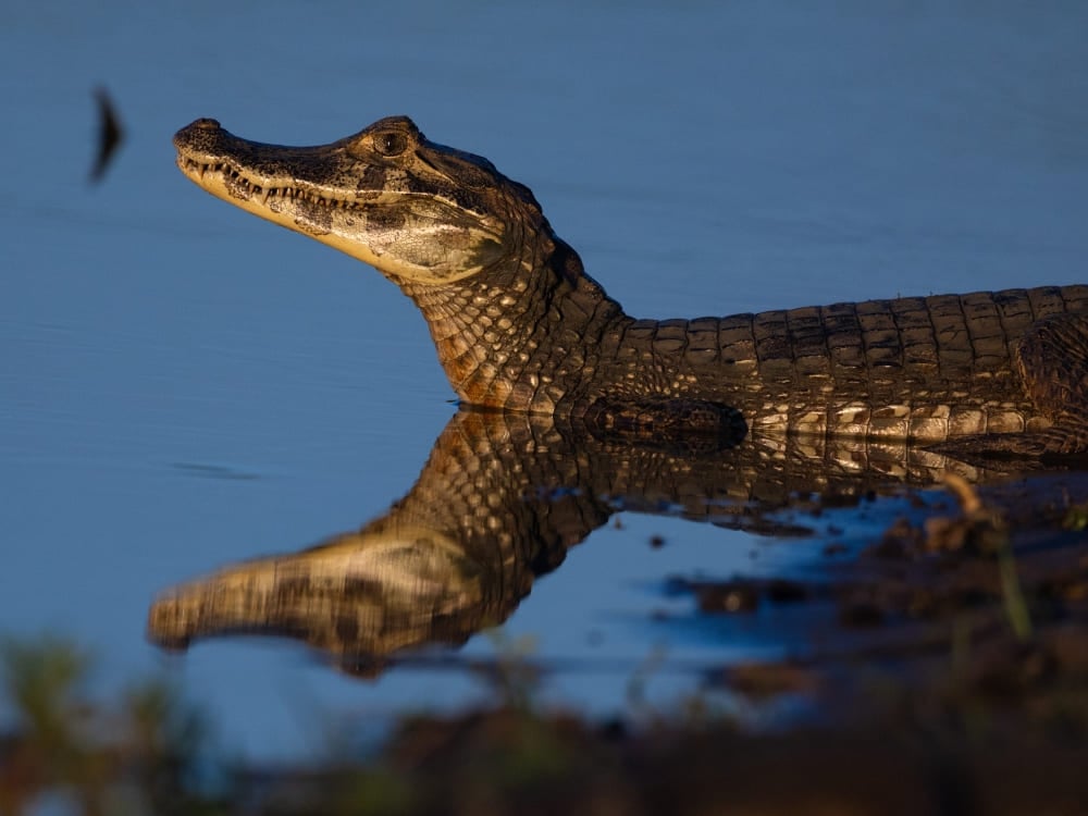 A yacare caiman rests in a muddy lagoon with its head above the surface, casting a clear reflection in the water.