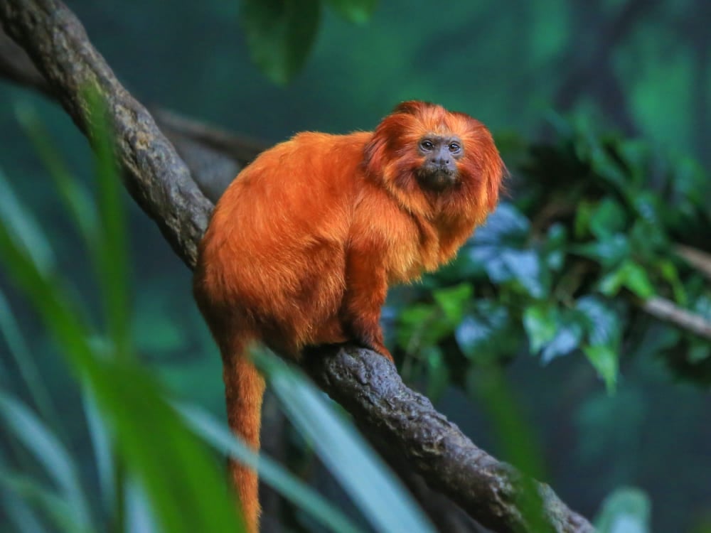 A golden lion tamarin with bright orange fur sits on a branch in the Atlantic Forest.
