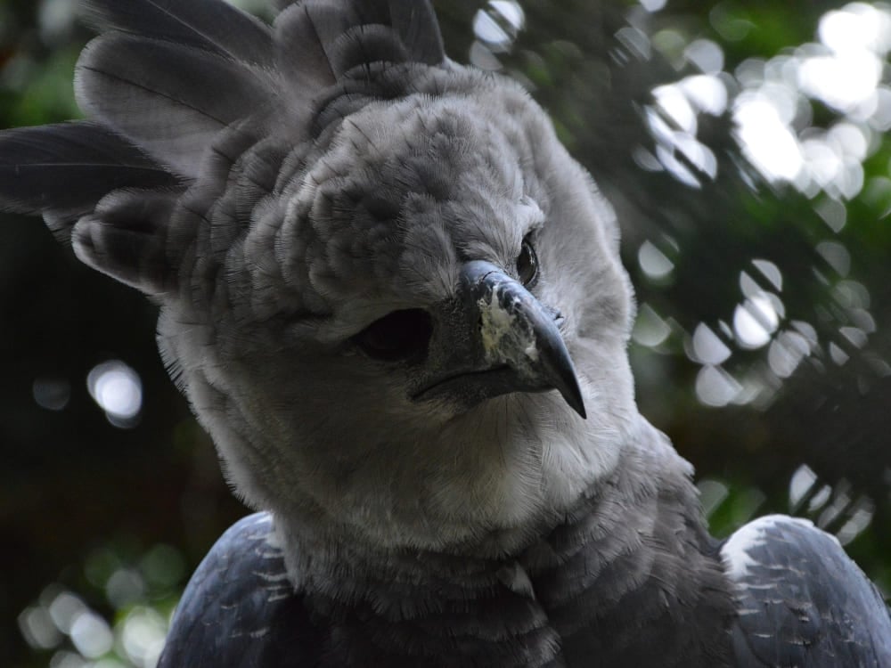 A close-up of a harpy eagle with dark grey feathers and vertical plumes on its head.