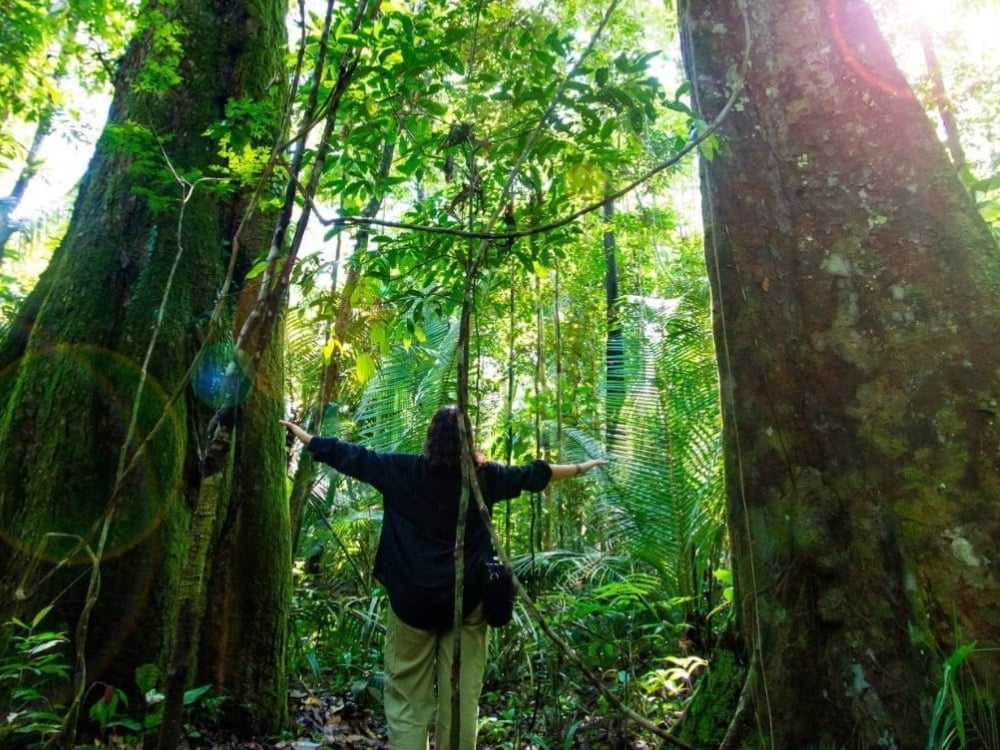 Tourist embracing the massive trunk of a Samauma tree, showcasing the scale of the giant trees and the connection with nature in the Amazon.