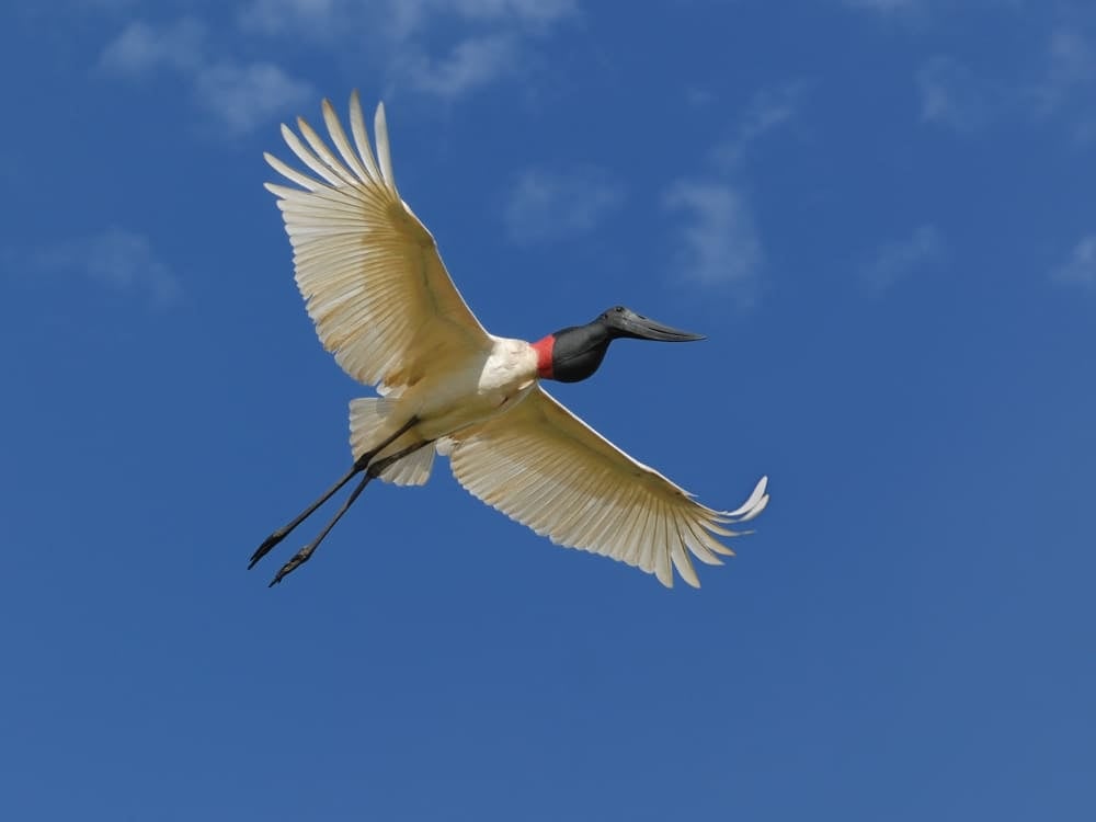 A large jabiru stork with a white body, black head, and red neck band flies against a clear blue sky.