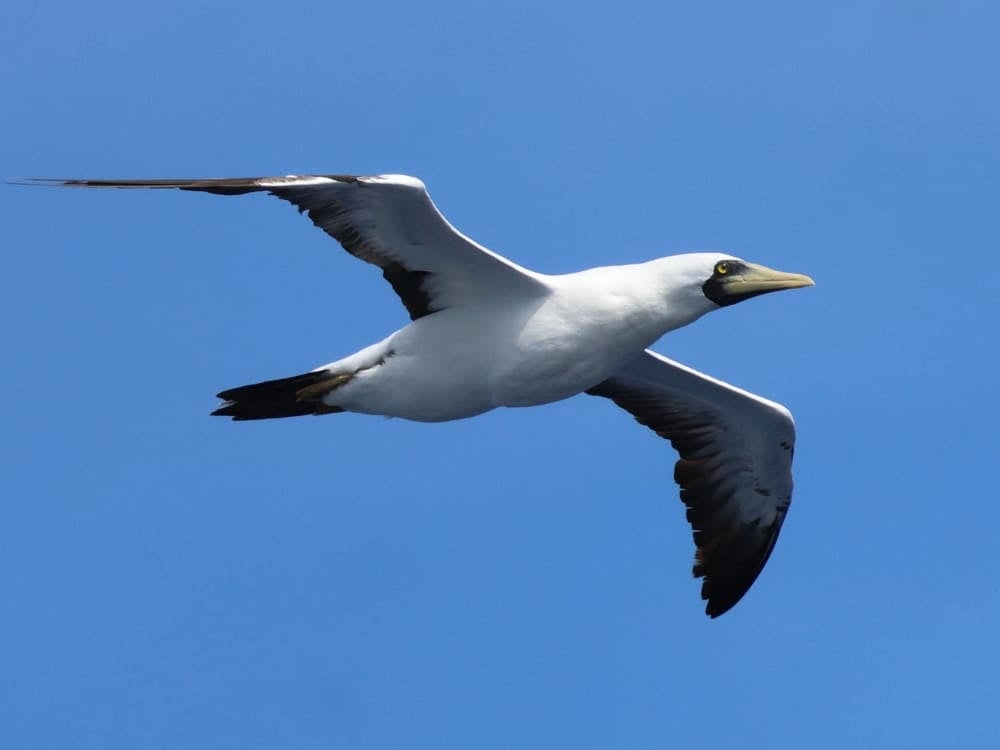A masked booby seabird with white feathers and a black mask around its orange beak glides through the air.