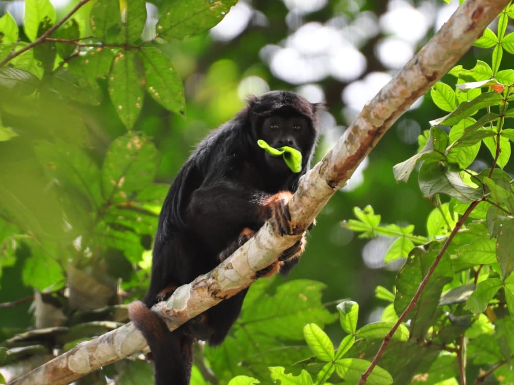 A black red-handed howler monkey with reddish-orange hands holds a green leaf while sitting on a branch.