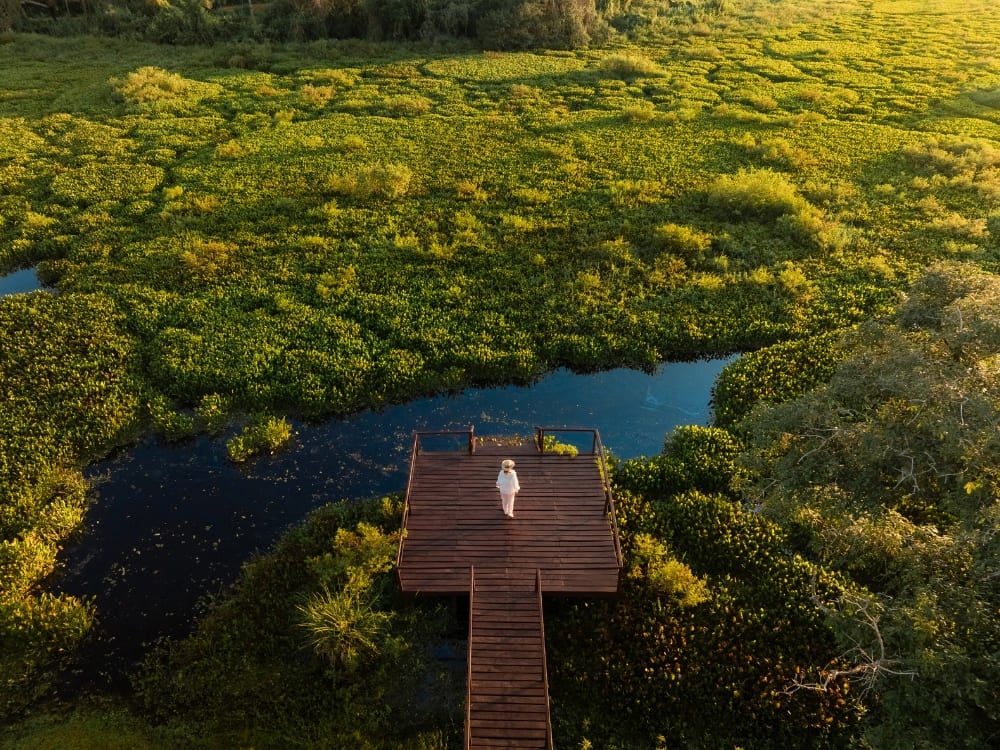 Aerial view of a person standing at the edge of a wooden deck over the water, surrounded by the green flooded areas of the biome.