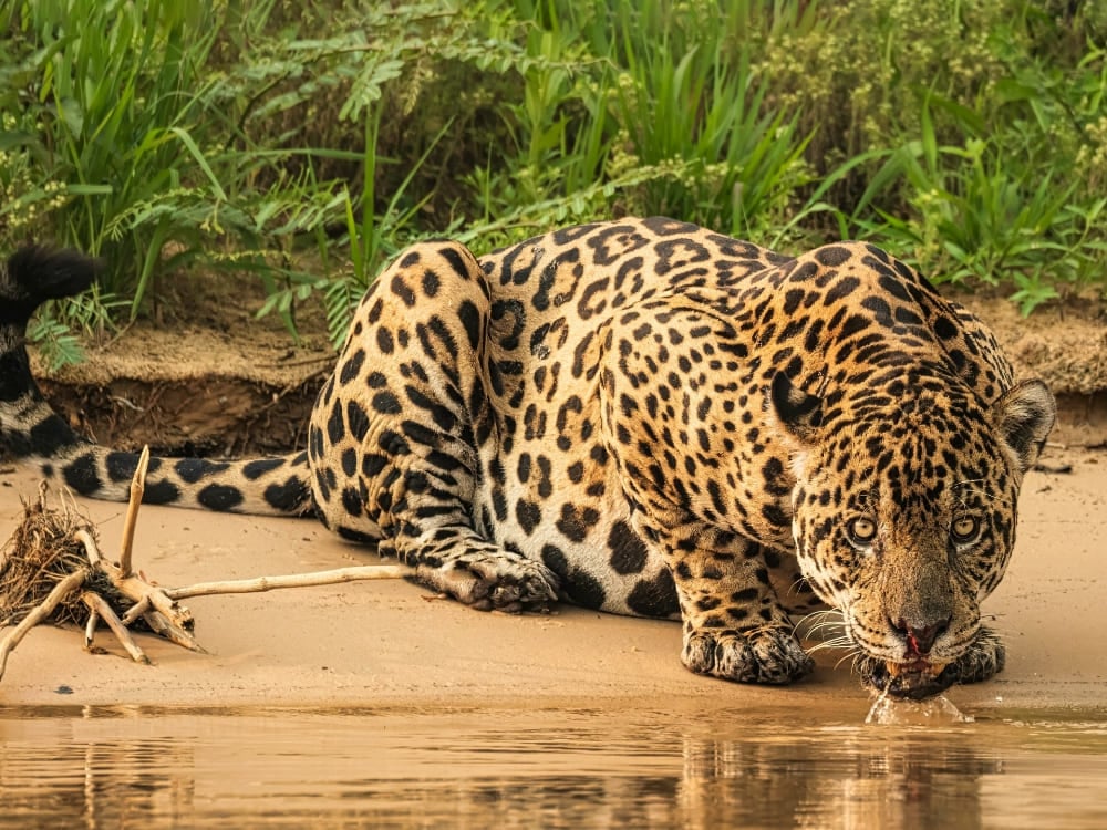 A spotted jaguar crouches on a sandy riverbank to drink water in the wild.