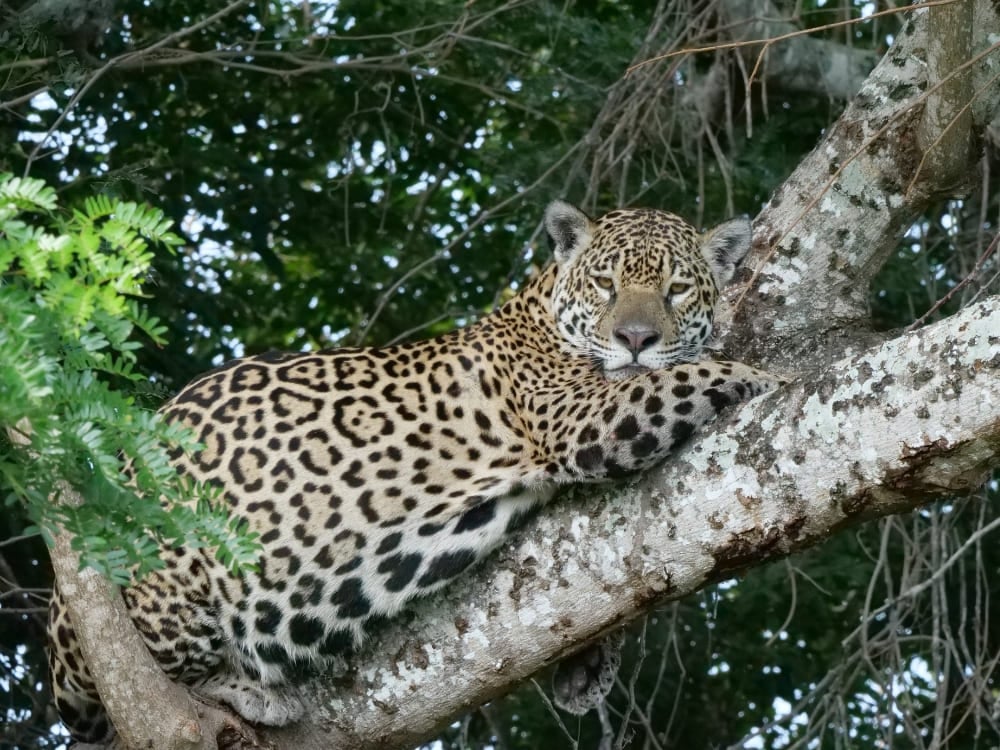 A large jaguar rests its head on its paws while lying on a tree branch, displaying its unique rosette coat pattern.
