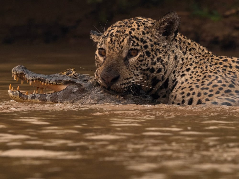 A powerful Pantanal jaguar swims in muddy water while holding a hunted caiman in its strong jaws.