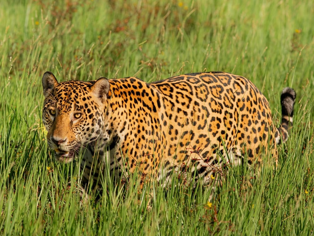A spotted jaguar with gold-and-black fur walks stealthily through tall green grass.
