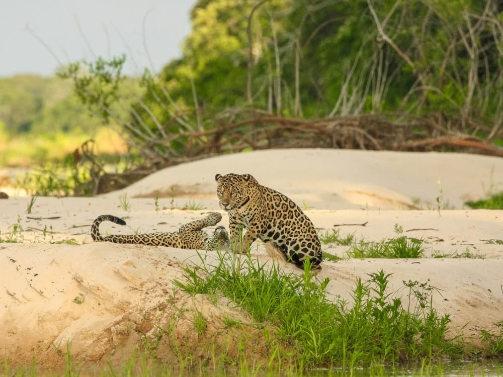 Two jaguars sit together on a white sandbank surrounded by green vegetation during a Pantanal jaguar safari.