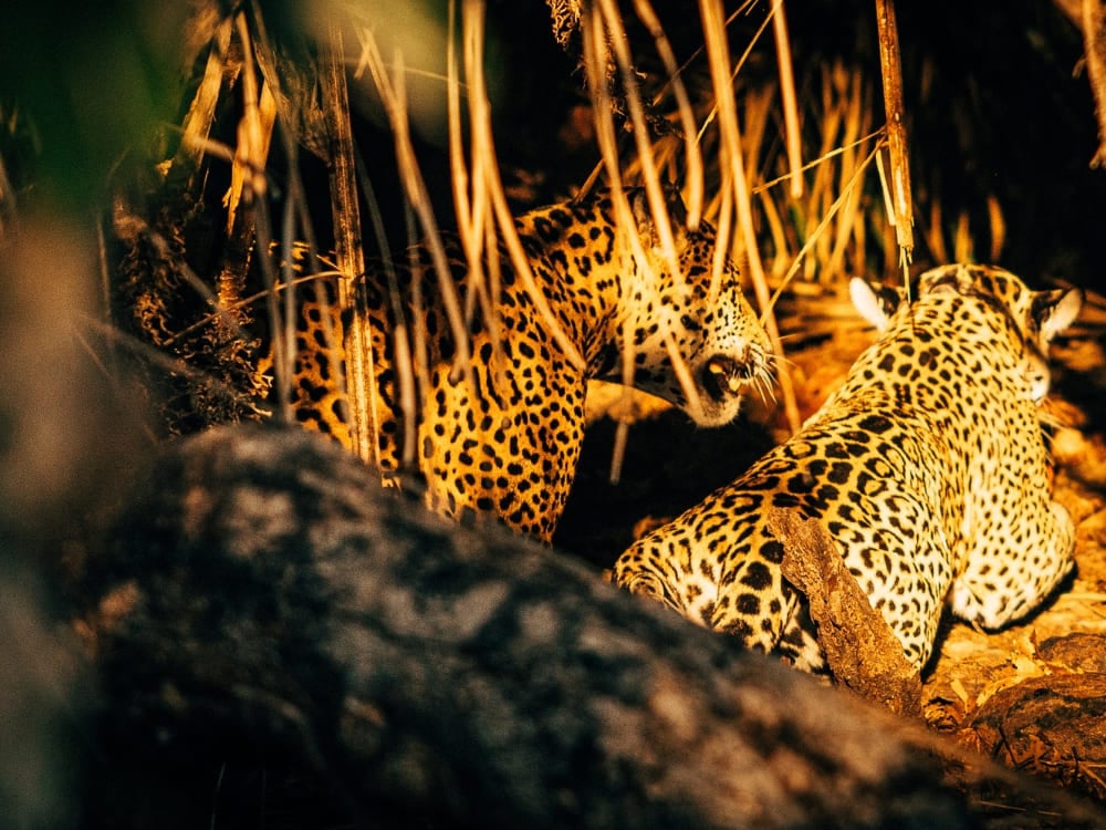 Two jaguars sit together in the dark, illuminated through dry brush and tree branches during a night viewing.
