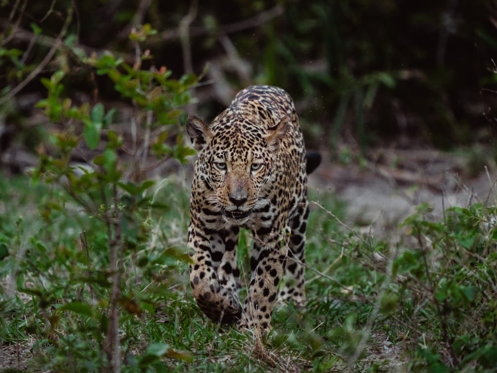 A muscular jaguar looks directly forward while walking through dense green shrubs and foliage.