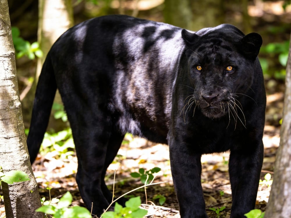 A melanistic jaguar with dark fur and visible ghost rosettes stands among trees in a forest environment.