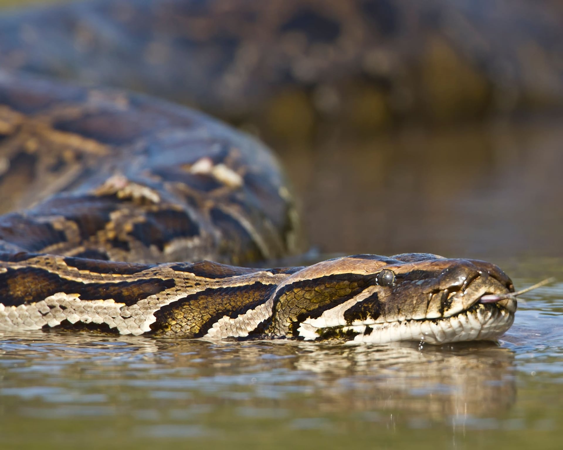 15 Amazing Pantanal Animals and Wildlife