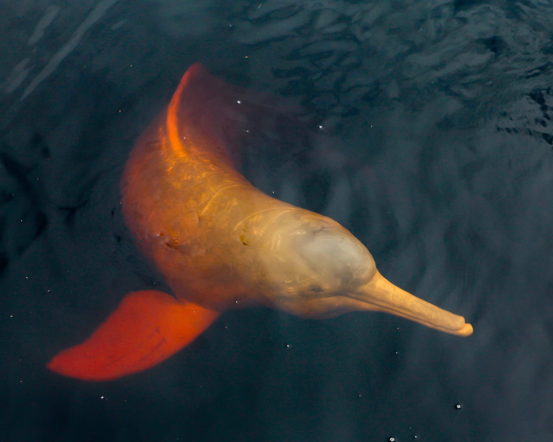 15 Amazon Animals: Unravel the Wildlife in Brazil