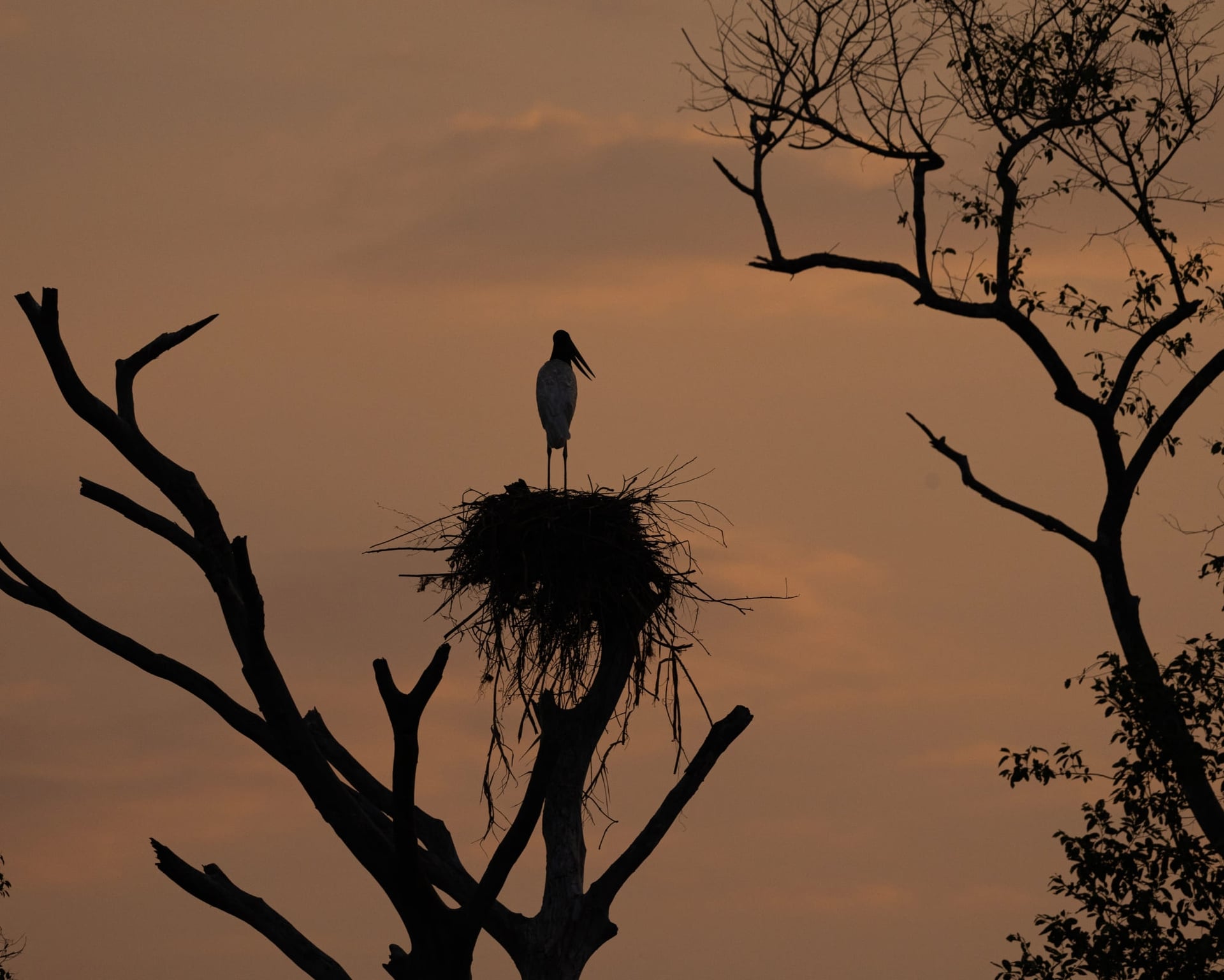 North or South Pantanal: Which One Should you Visit?