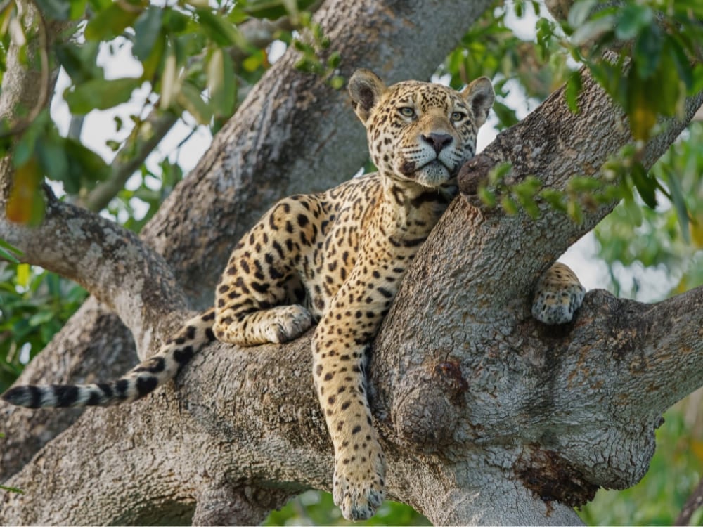 A jaguar resting on a large tree branch in the Pantanal, gazing toward the camera amid green foliage.