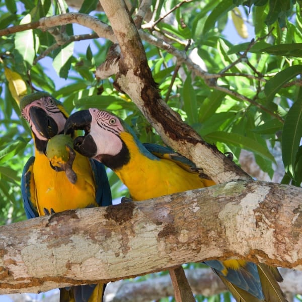 Two blue-and-yellow macaws perched close together on a tree branch in the Pantanal, one holding a fruit.