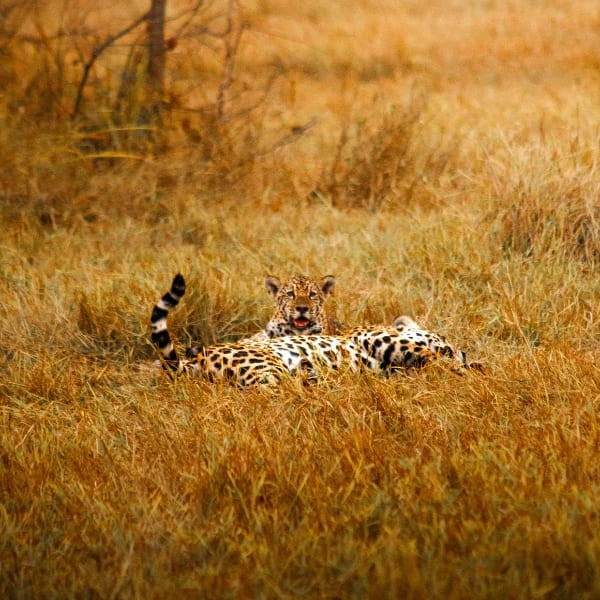 A jaguar lying in tall golden grassland in the Pantanal, its tail raised, looking toward the camera.