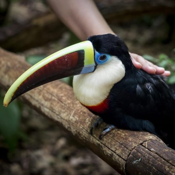 A toucan being stroked on a branch at Parque das Aves in Foz do Iguaçu, Brazil.