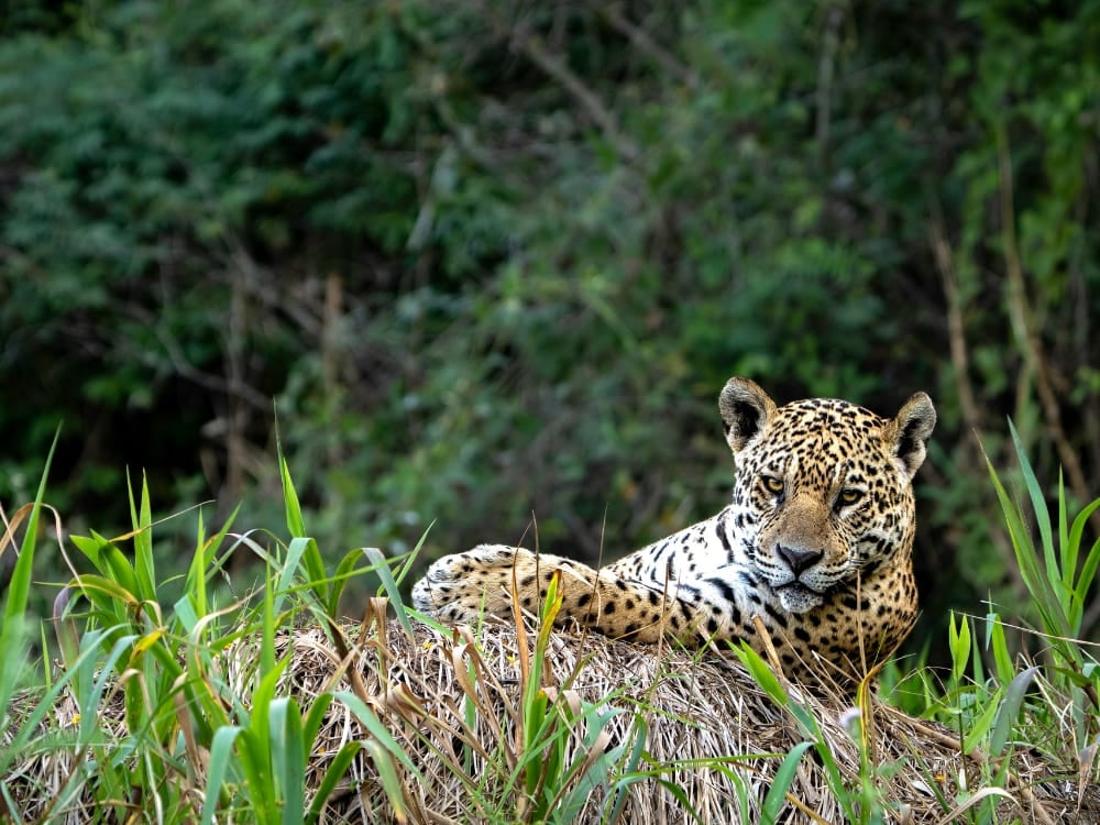 A jaguar resting on a grassy riverbank in Iguaçu National Park, Brazil.