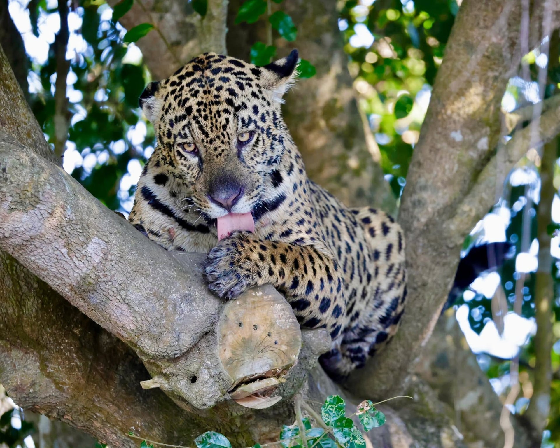 Jaguar resting on a tree branch and licking its lips in the Pantanal, Brazil