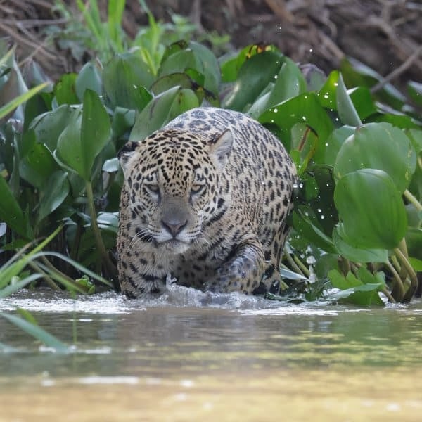 Jaguar stepping out of water hyacinths into the river in the Pantanal