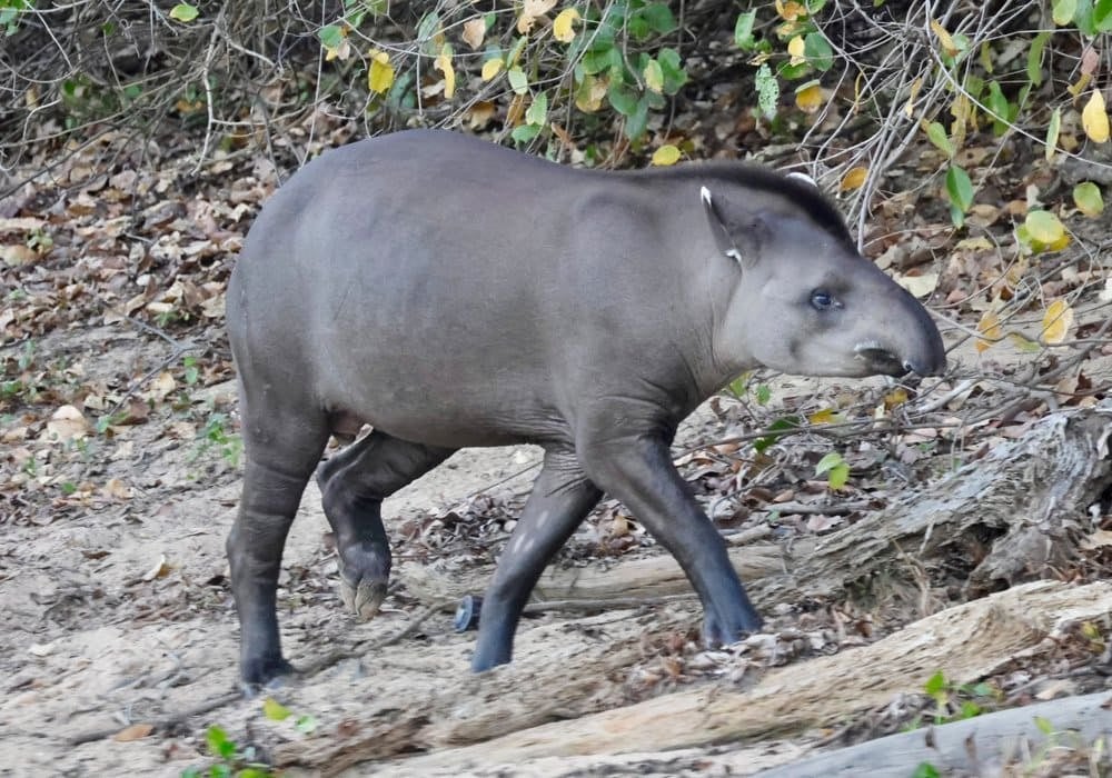 South American tapir walking along a riverbank in the Pantanal