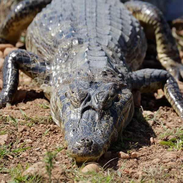 Yacare caiman resting on the ground, seen head-on, in the Pantanal