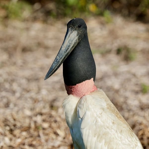 Jabiru stork with its black head and red neck band in the Pantanal