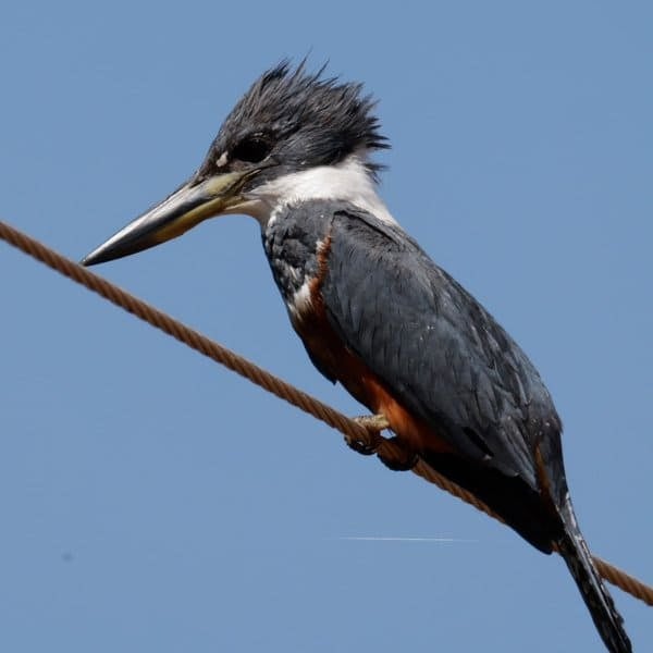 Ringed kingfisher perched on a rope against a blue sky in the Pantanal
