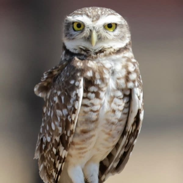 Burrowing owl with bright yellow eyes in the Pantanal