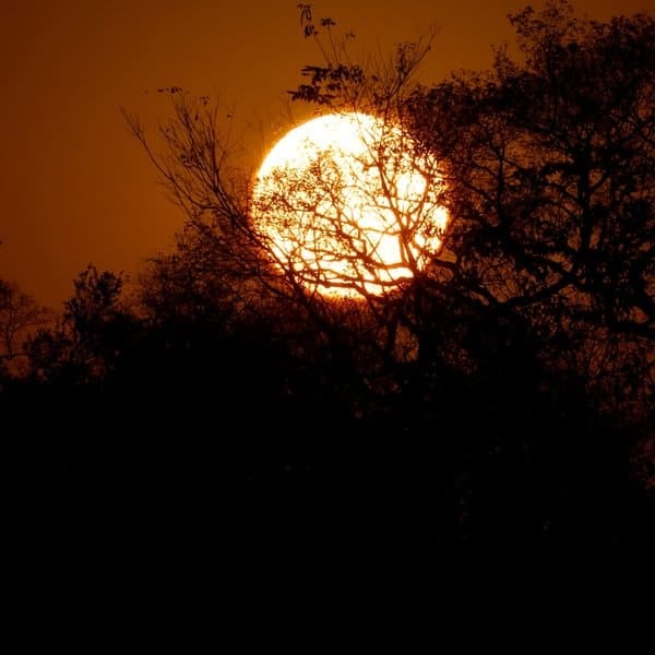 Orange sun setting behind the silhouettes of trees in the Pantanal