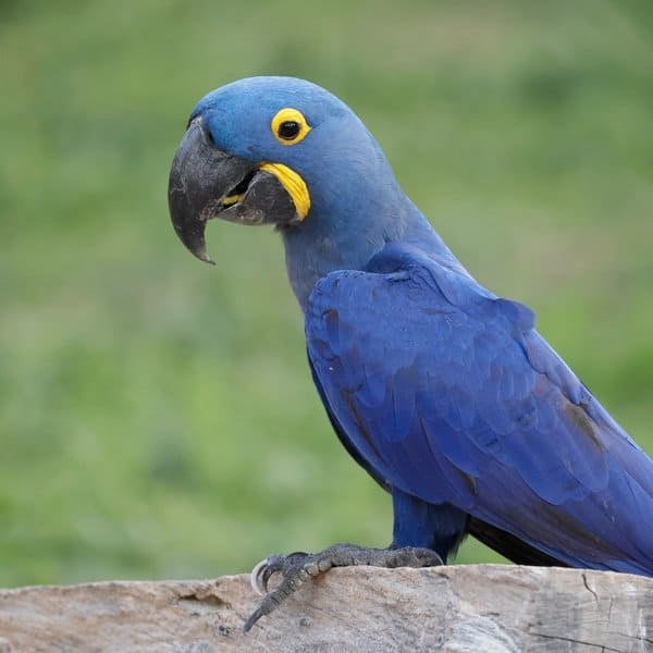 Hyacinth macaw perched on a log in the Pantanal