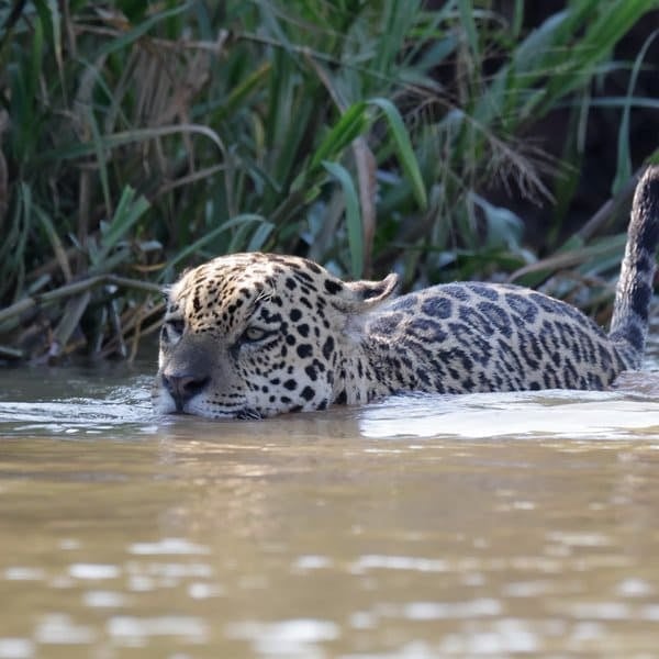Jaguar swimming across a river along the grassy bank in the Pantanal