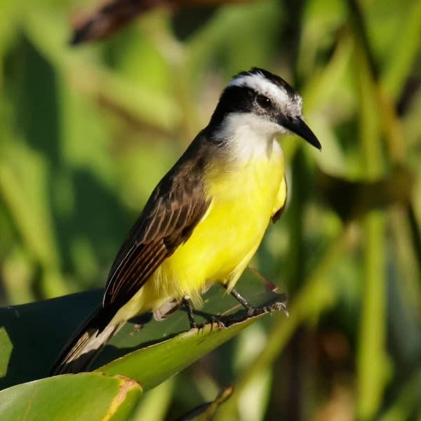 Great kiskadee with a yellow belly perched on a leaf in the Pantanal