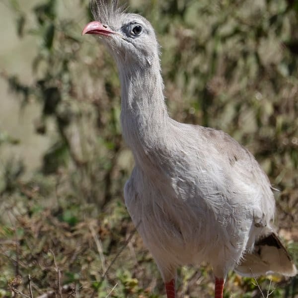 Red-legged seriema standing in the grass in the Pantanal