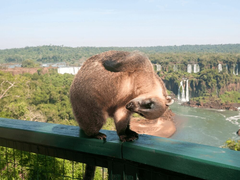 Coati grooming itself on a walkway railing with Iguazu Falls and the river in the background