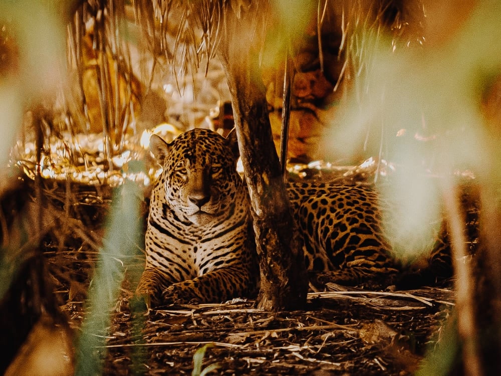 Photo: Felipe Castellari Caiman - Pantanal