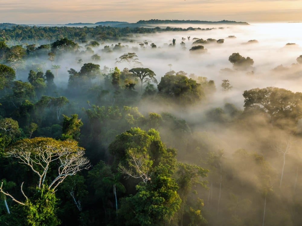 Aerial view of the dense Amazon Rainforest canopy covered in thick morning mist and fog. Aerial view of the dense Amazon Rainforest canopy covered in thick morning mist and fog.