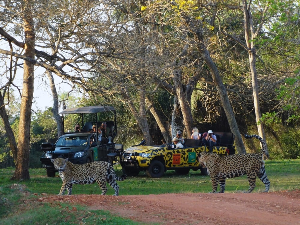 Photo: Edu Fragoso Pantanal Immersive Safaris