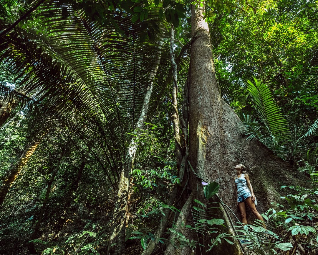 Imersão Floresta Amazônica – FOTO_ Divulgação carnaval amazônia