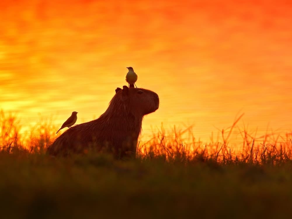 Photo: Ondrej Prosicky Silhouette of a capybara with birds perched on its back against a vibrant orange sunset in the Pantanal.