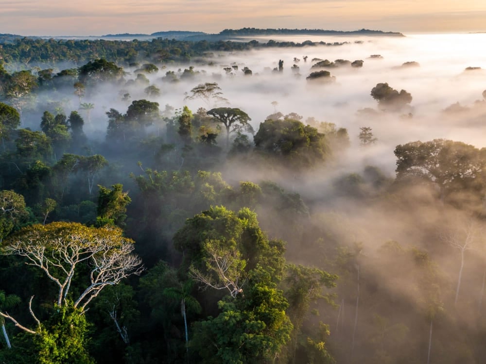 . How to visit the Amazon Rainforest - Cristalino National Reserve