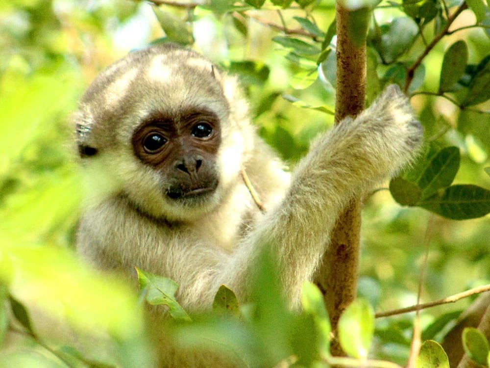 A light-furred Northern Muriqui monkey resting among green tree branches in the Atlantic Forest, protected by the Ibiti Project in Minas Gerais. A light-furred Northern Muriqui monkey resting among green tree branches in the Atlantic Forest, protected by the Ibiti Project in Minas Gerais.