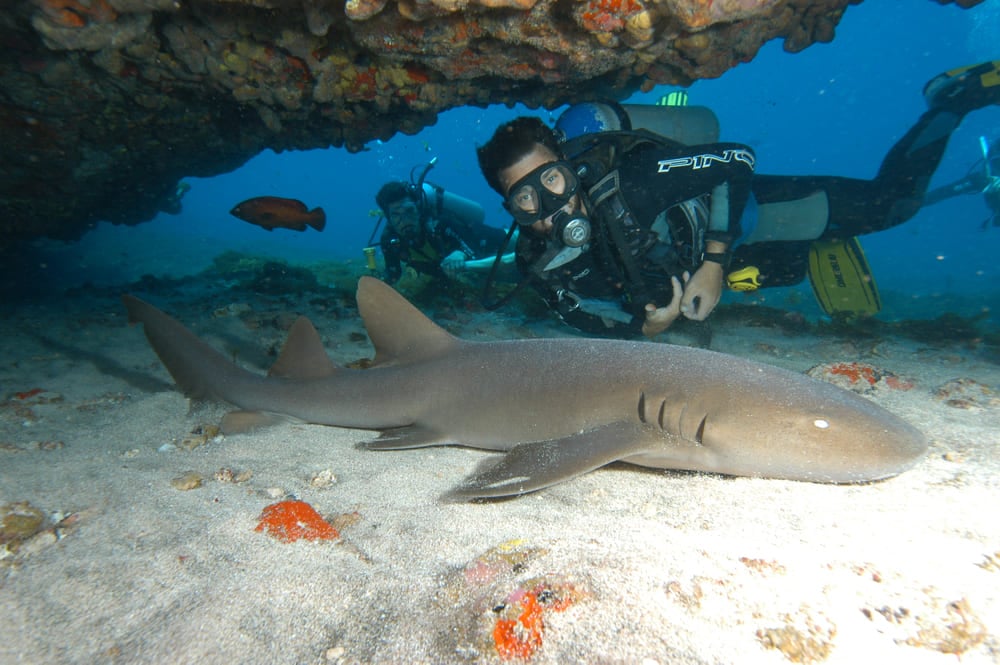 Diver with a shark in Fernando de Noronha Diver with a shark in Fernando de Noronha