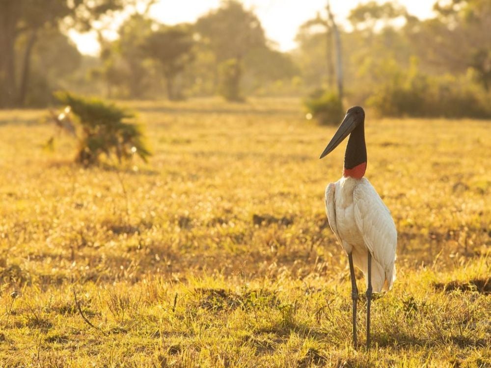 Pantanal - Top 7 Ecotourism Destinations in Brazil to Visit in 2024 Pantanal - Top 7 Ecotourism Destinations in Brazil to Visit in 2024