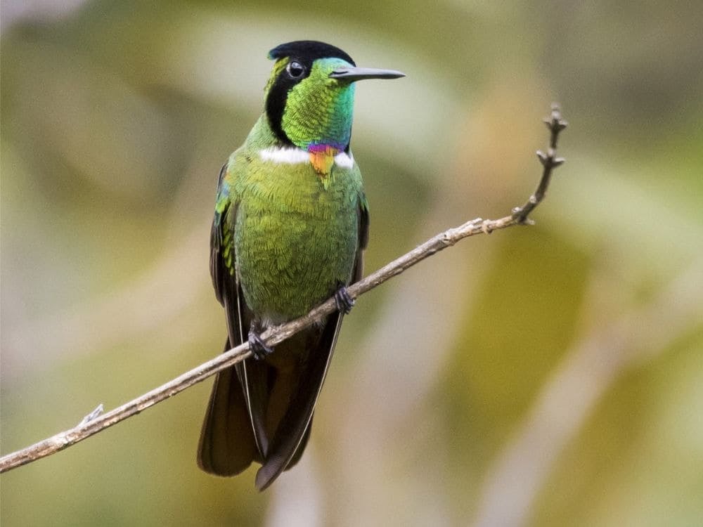 Bird with vibrant green plumage and colorful details perched on a thin branch, illustrating the rich biodiversity of Chapada Diamantina. Bird with vibrant green plumage and colorful details perched on a thin branch, illustrating the rich biodiversity of Chapada Diamantina.